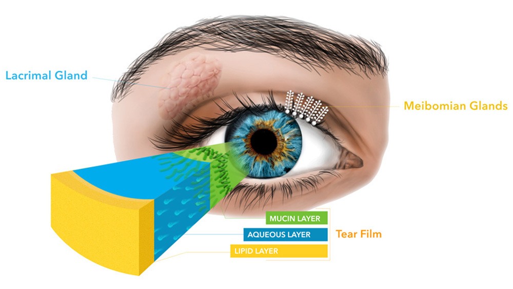 Visual chart of tear film layers of the eye.