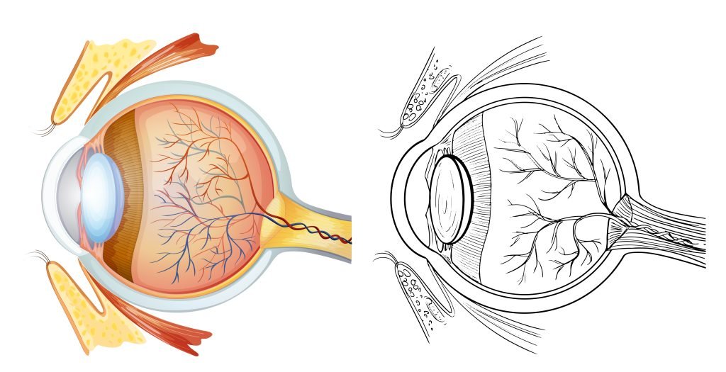 Diagram of human eye anatomy in side view